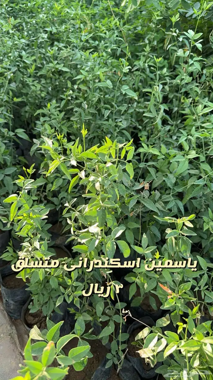 شتلا واشجار باسعار مخفضه 10