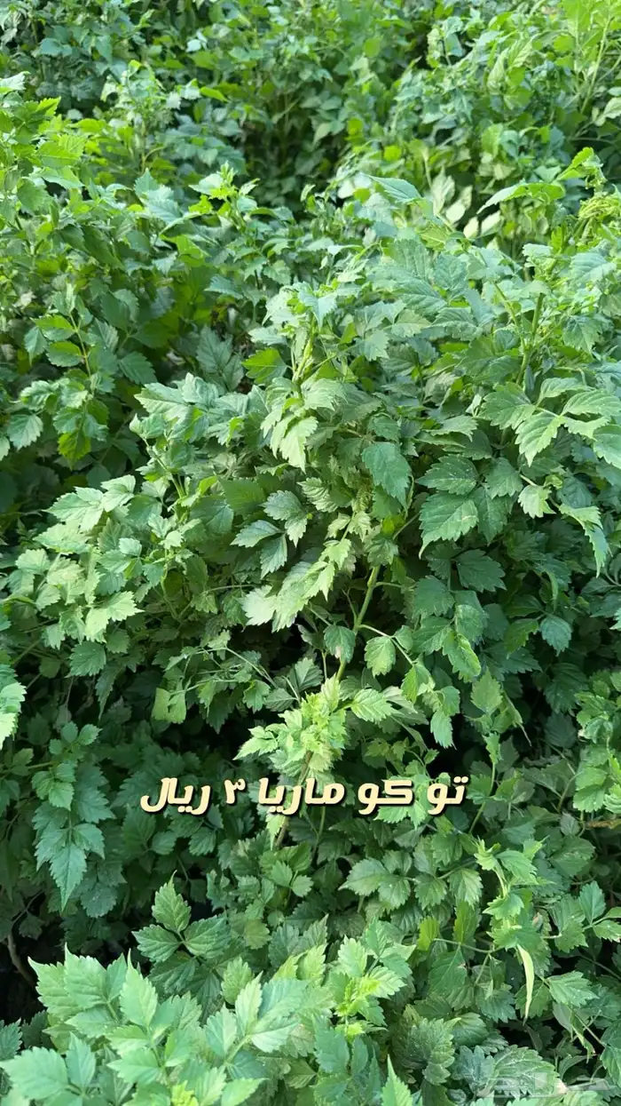 شتلا واشجار باسعار مخفضه 15