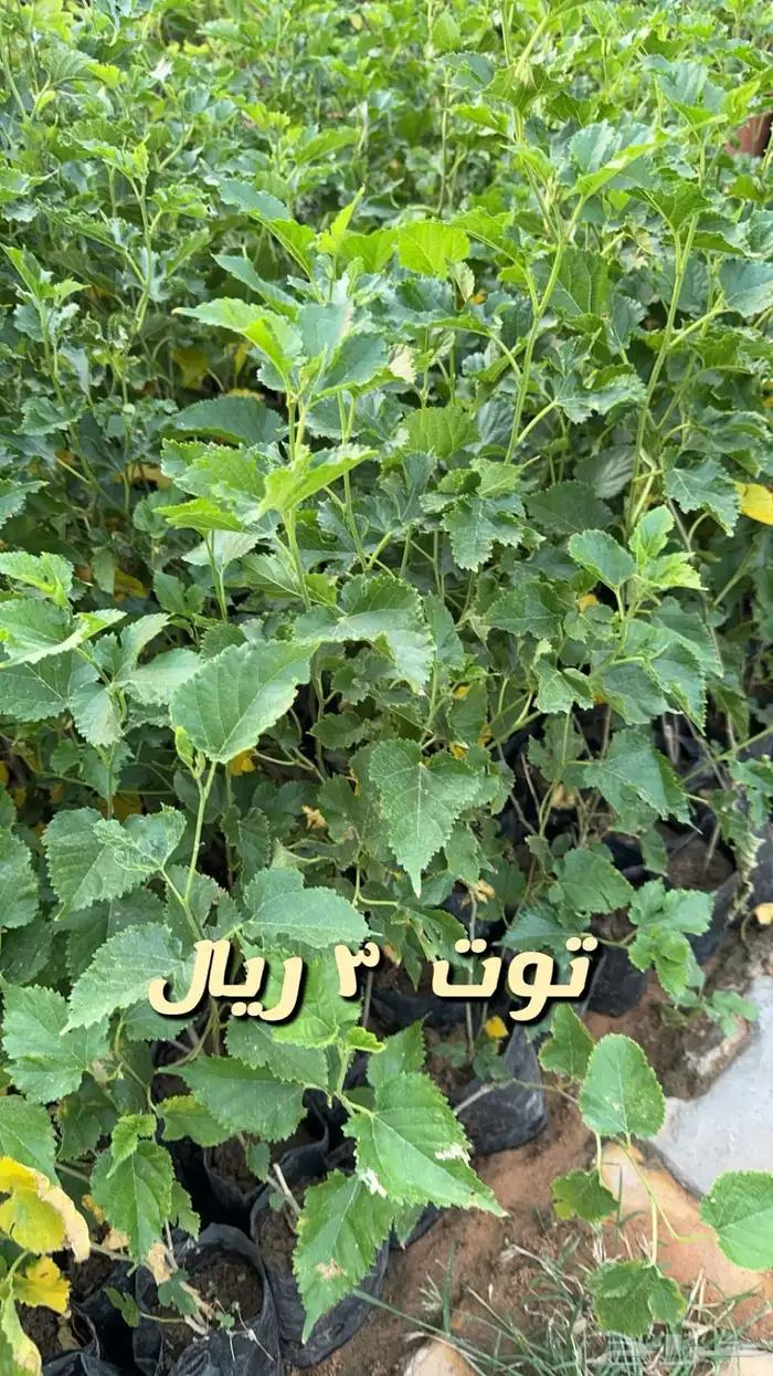 شتلا واشجار باسعار مخفضه 7