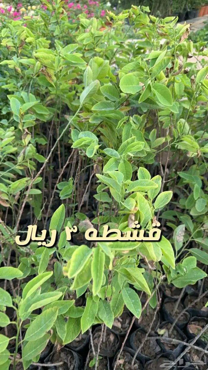 شتلا واشجار باسعار مخفضه 6