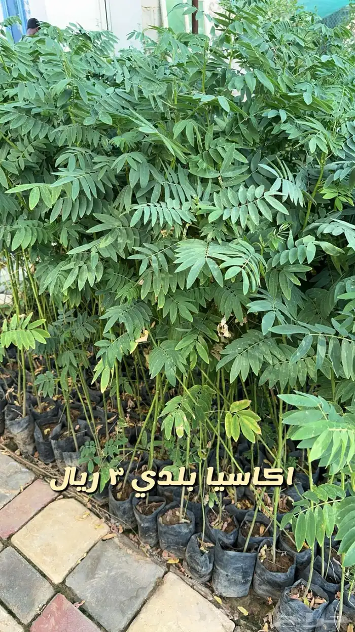 شتلا واشجار باسعار مخفضه 20