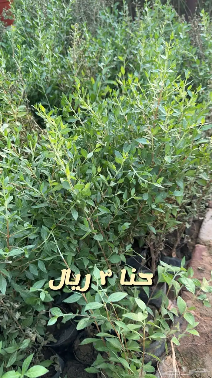 شتلا واشجار باسعار مخفضه 14