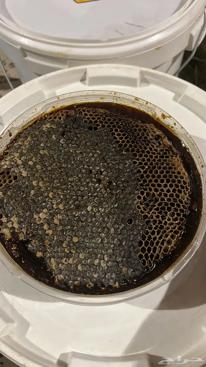 عسل سمره شمع حر 0