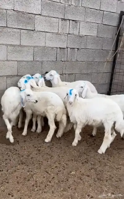 طليان 2