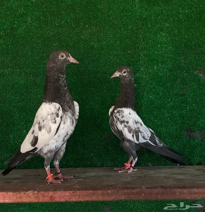 طبات تيدي تم البيع 2