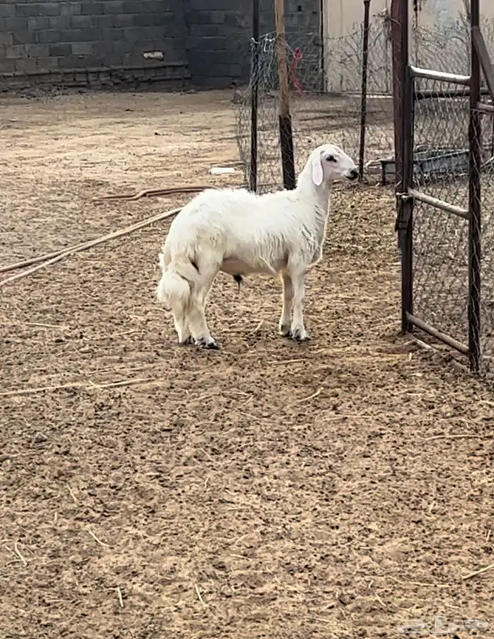 خرفان بلديه صفر نجران وتيوس بلديه دغس 38
