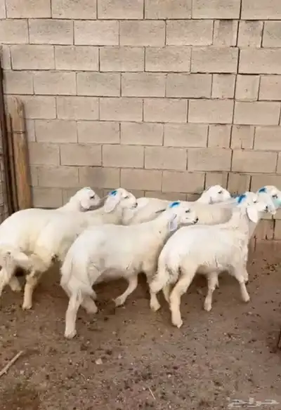 طليان 0