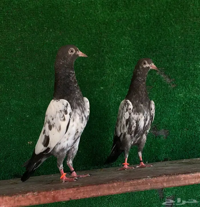 طبات تيدي تم البيع 0