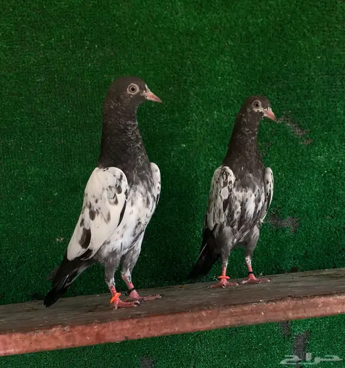 طبات تيدي تم البيع 1