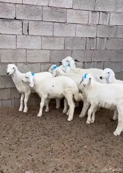 طليان 1