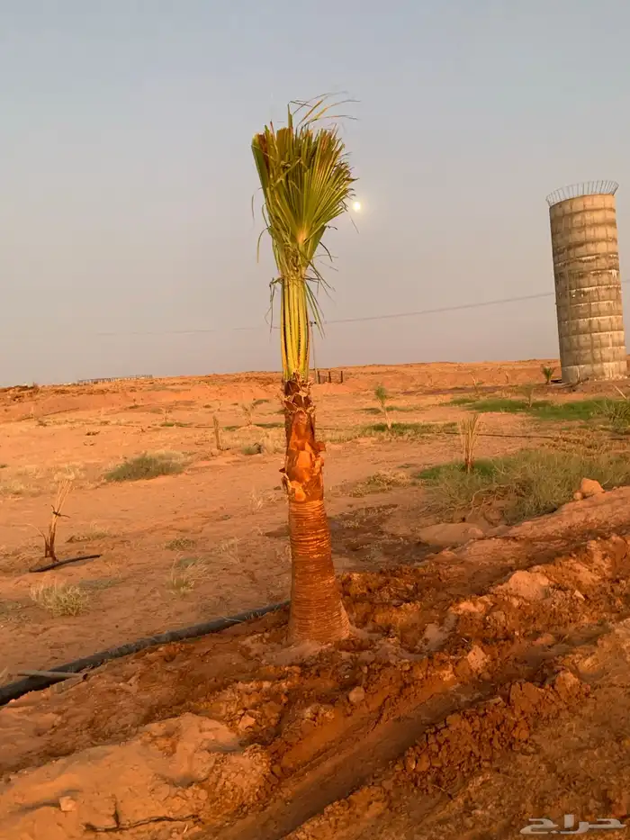 واشنطني زينه اطول الخشبة مترين 0