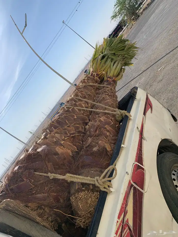 واشنطني زينه اطول الخشبة مترين 4