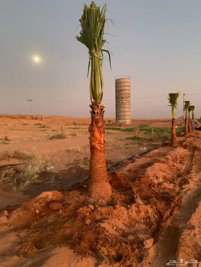 واشنطني زينه اطول الخشبة مترين 1