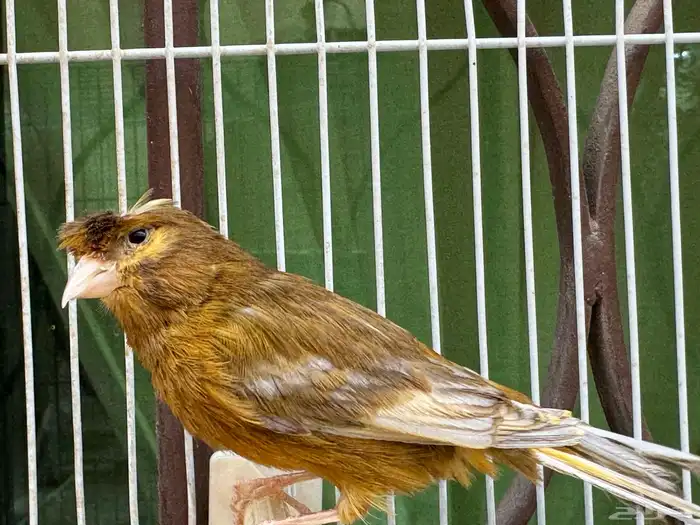 ذكر كناري لون جميل مغرد .. تم البيع 1