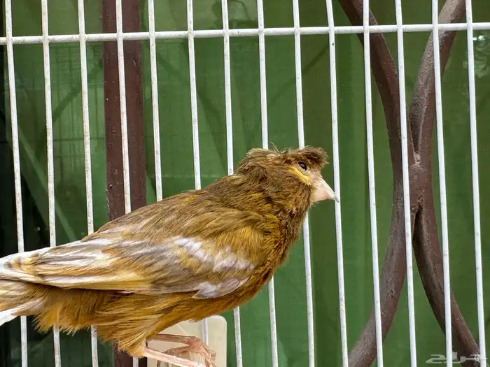 ذكر كناري لون جميل مغرد .. تم البيع 2