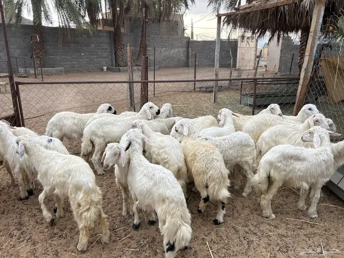 خرفان بلديه صفر نجران وتيوس بلديه دغس 39