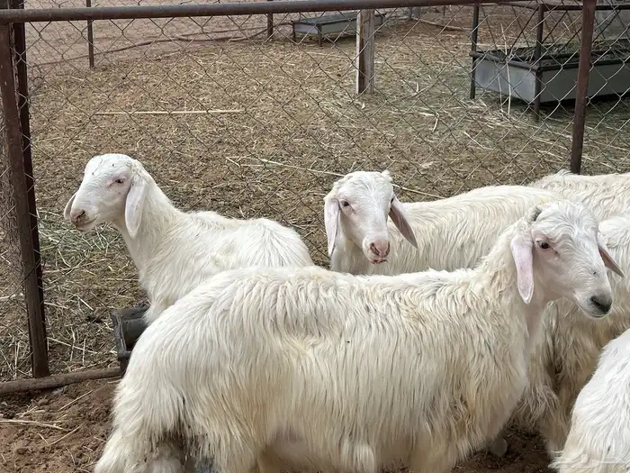 خرفان بلديه صفر نجران وتيوس بلديه دغس 40