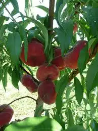 شتلات خوخ كعب الغزال 1