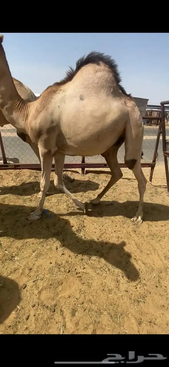 للبيع القعدان الكفو للمبادي وزواجات 9