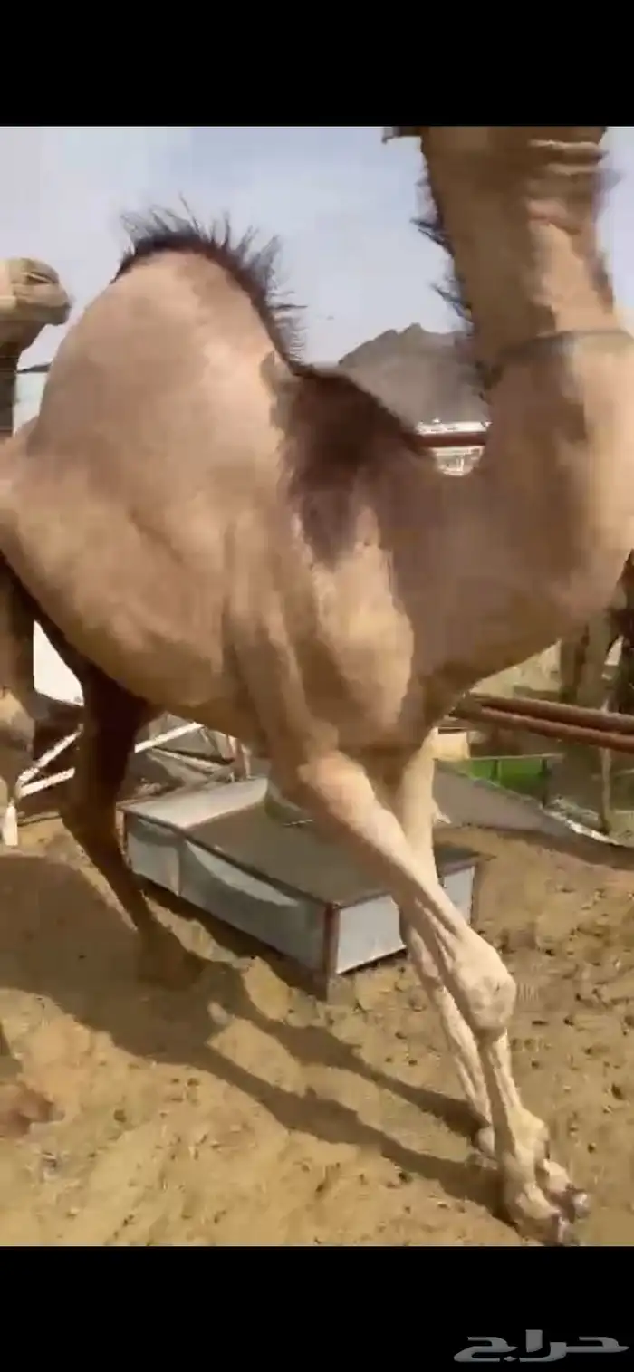 للبيع القعدان الكفو للمبادي وزواجات 4