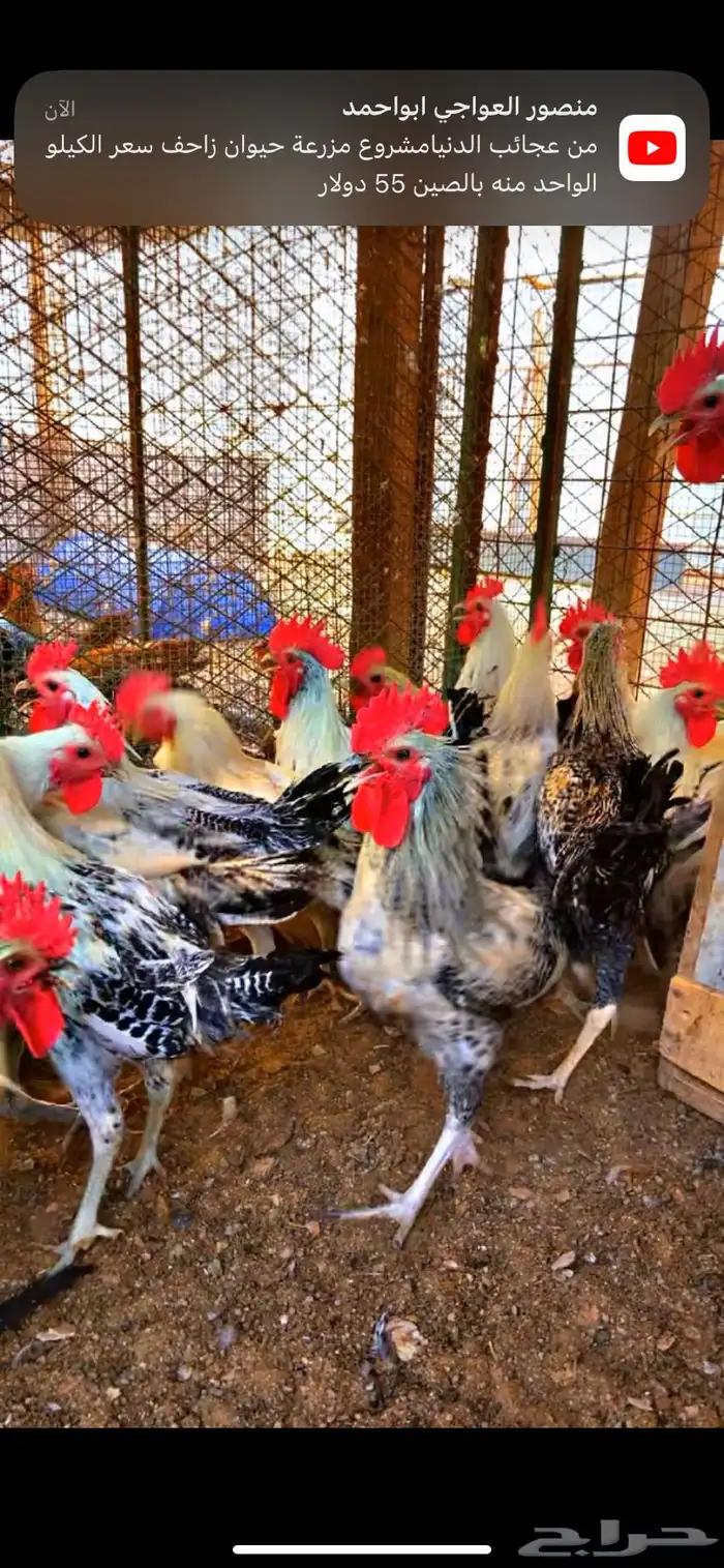 ديك بلدي ذبح 1