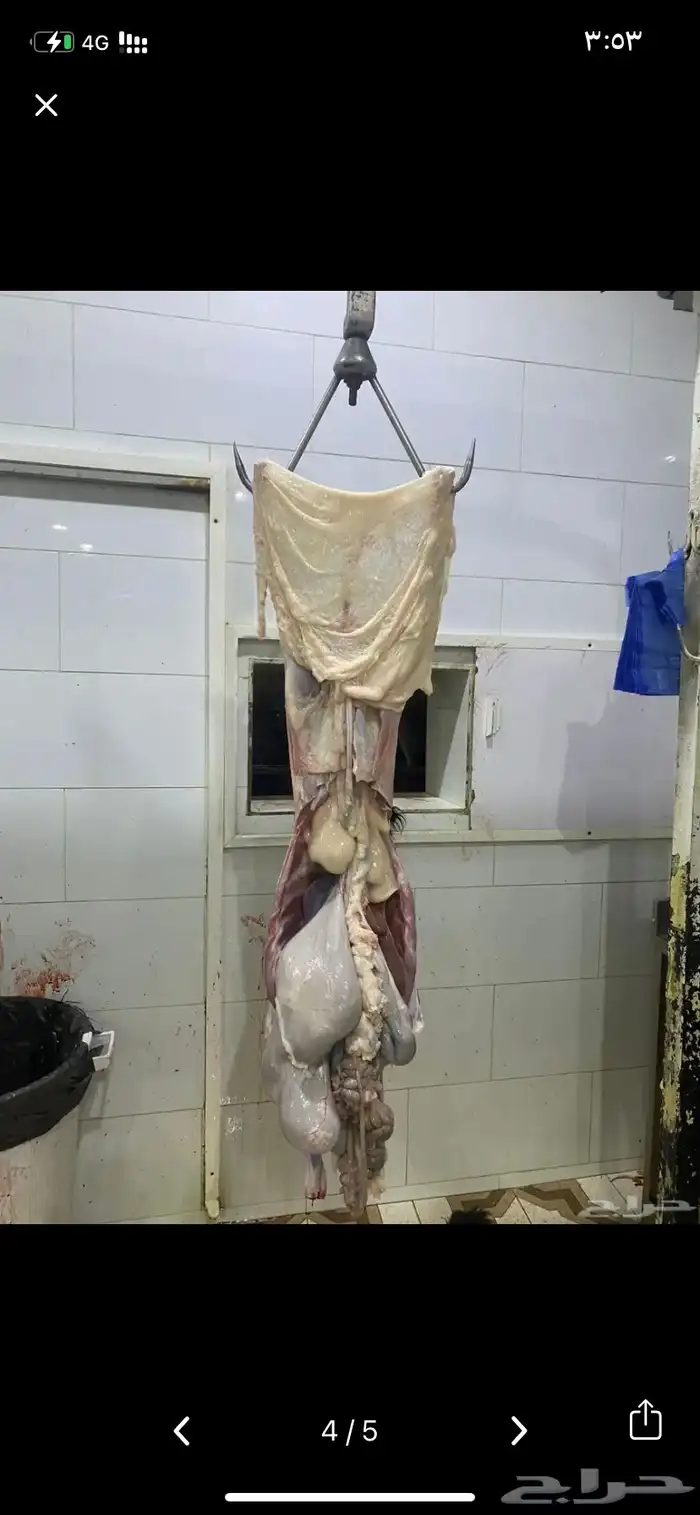 للبيع طليان ذبايح بريه مع خدمة الذبح والتوصيل التكيس وتغليف 6
