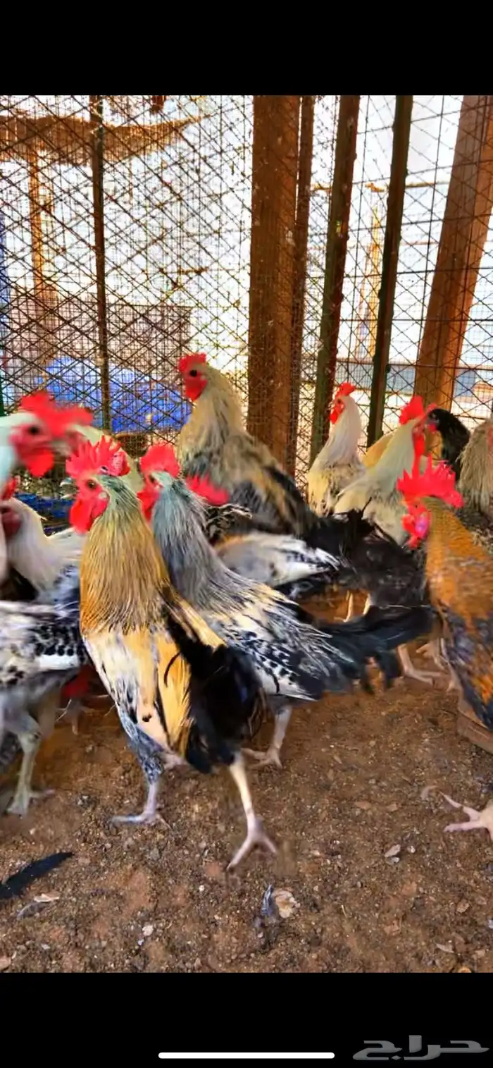 ديك بلدي ذبح 0