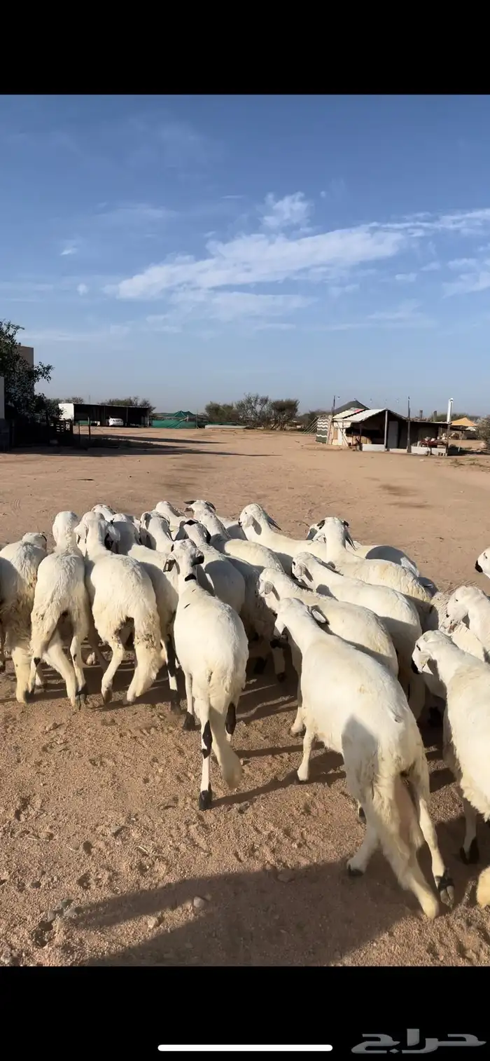 سواكن ابيض مرابي 1