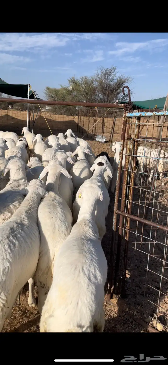 سواكن ابيض مرابي 5