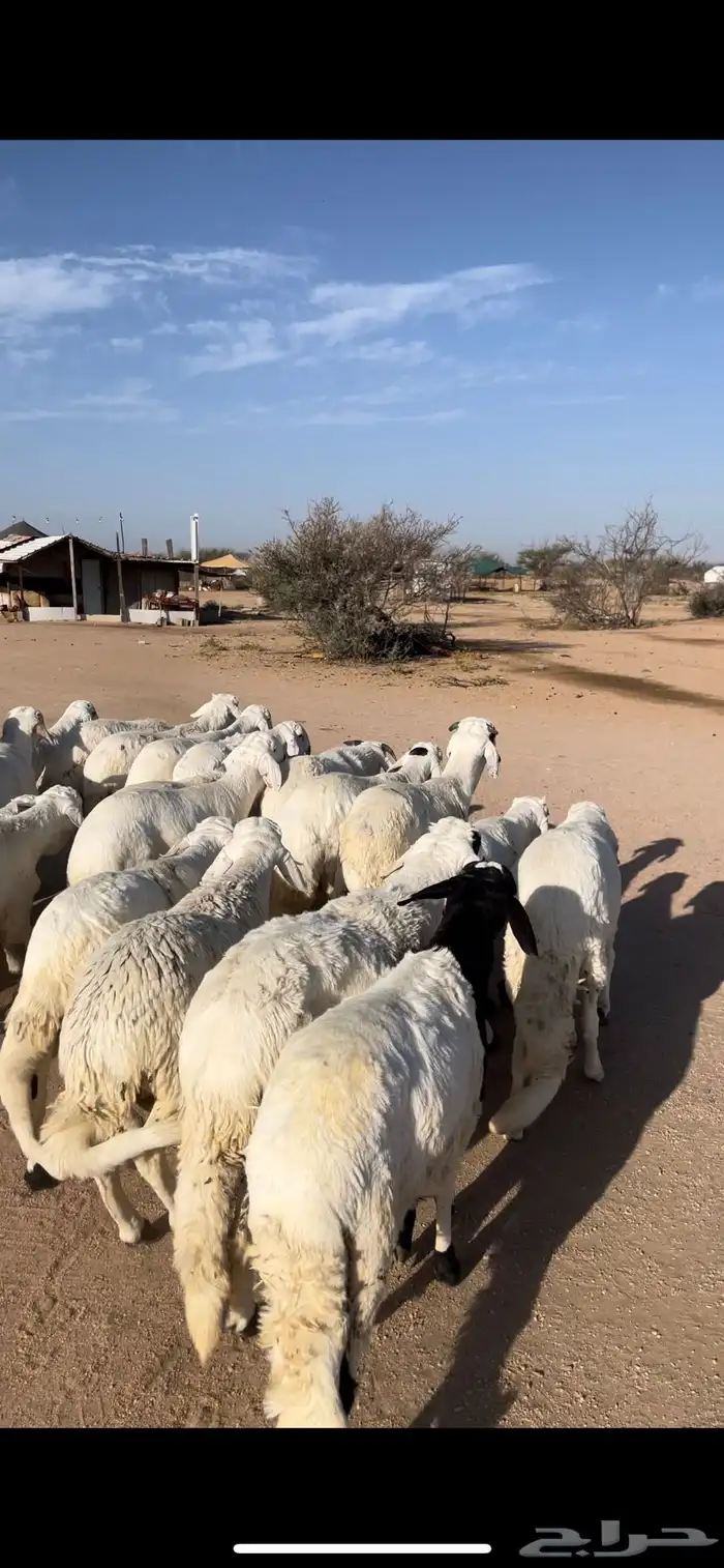 سواكن ابيض مرابي 0