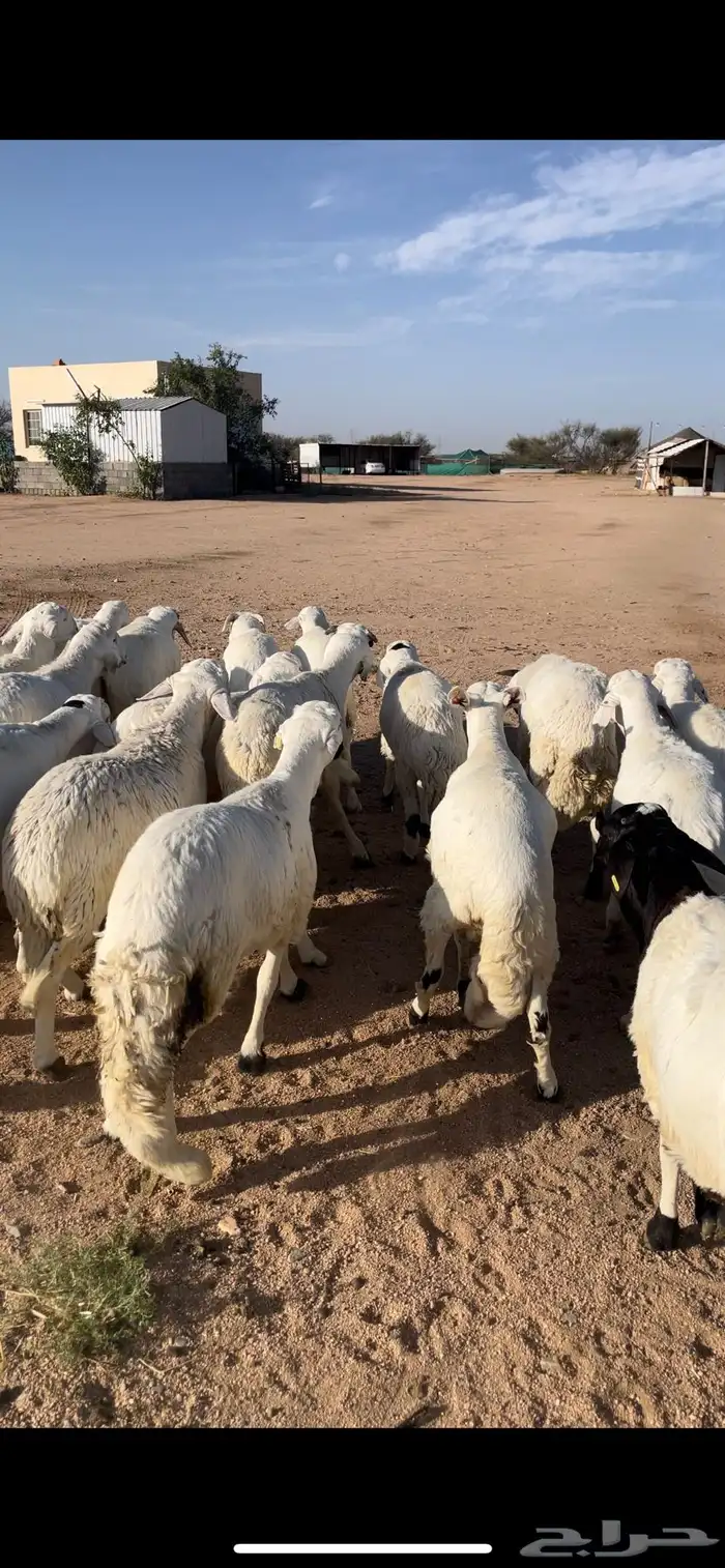 سواكن ابيض مرابي 2