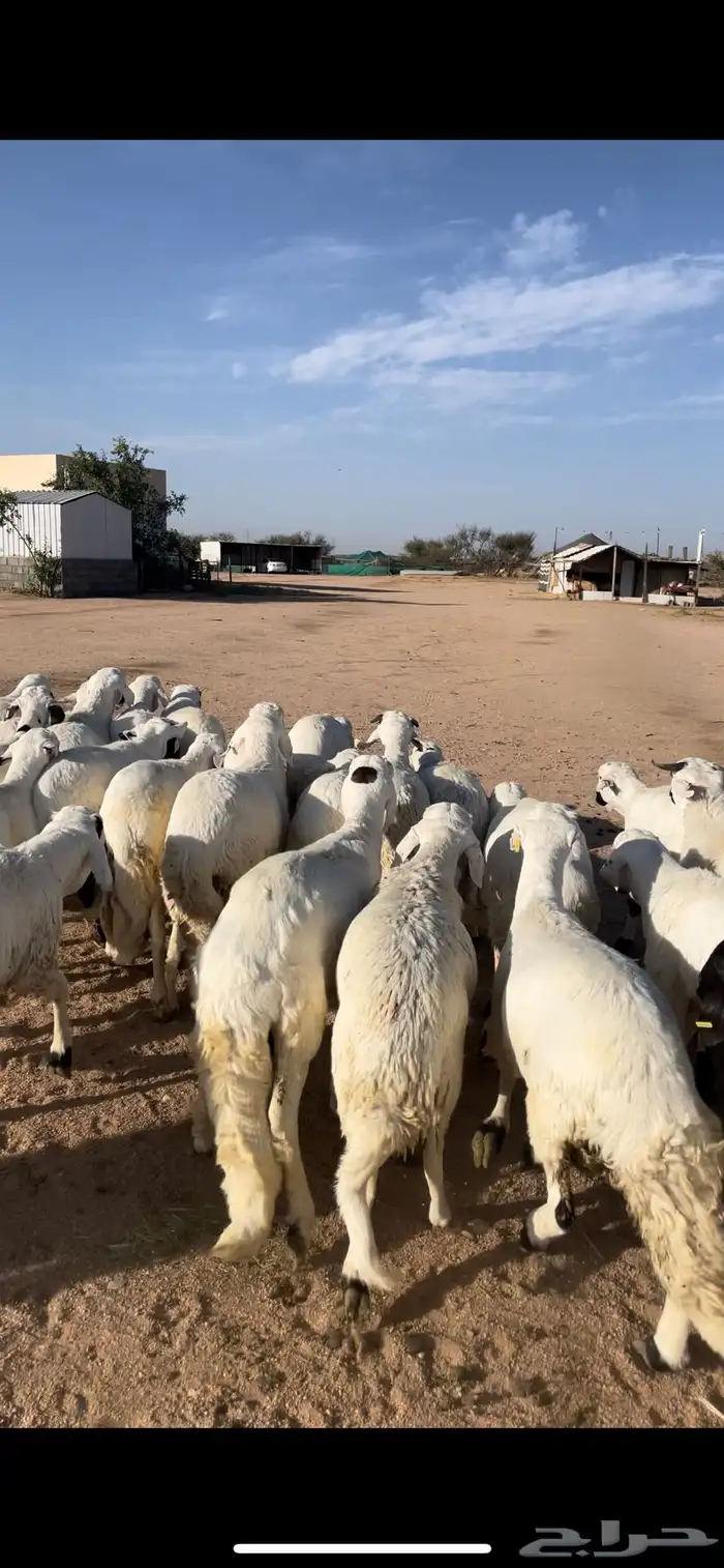 سواكن ابيض مرابي 3