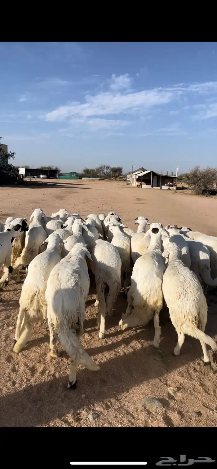 سواكن ابيض مرابي 4