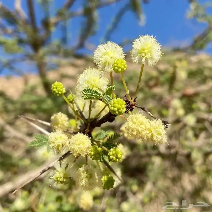 بذور سيال شبهان العملاق 1