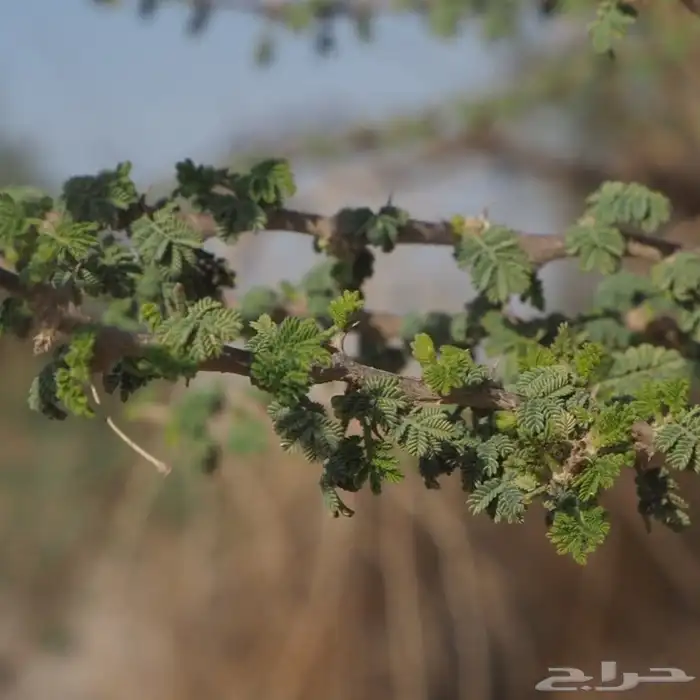 بذور سيال شبهان العملاق 3