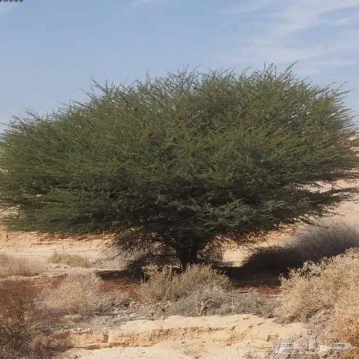 بذور سيال شبهان العملاق 2