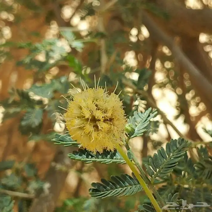 بذور سيال شبهان العملاق 4