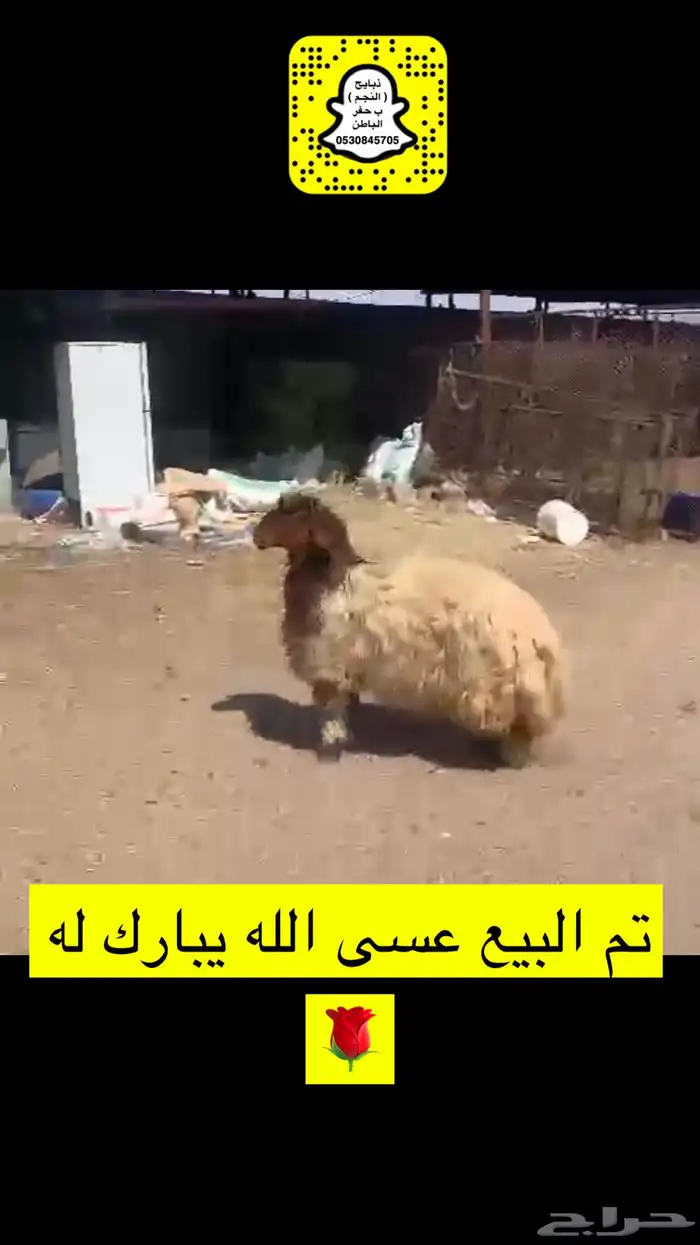 ذبايح الحفر 8