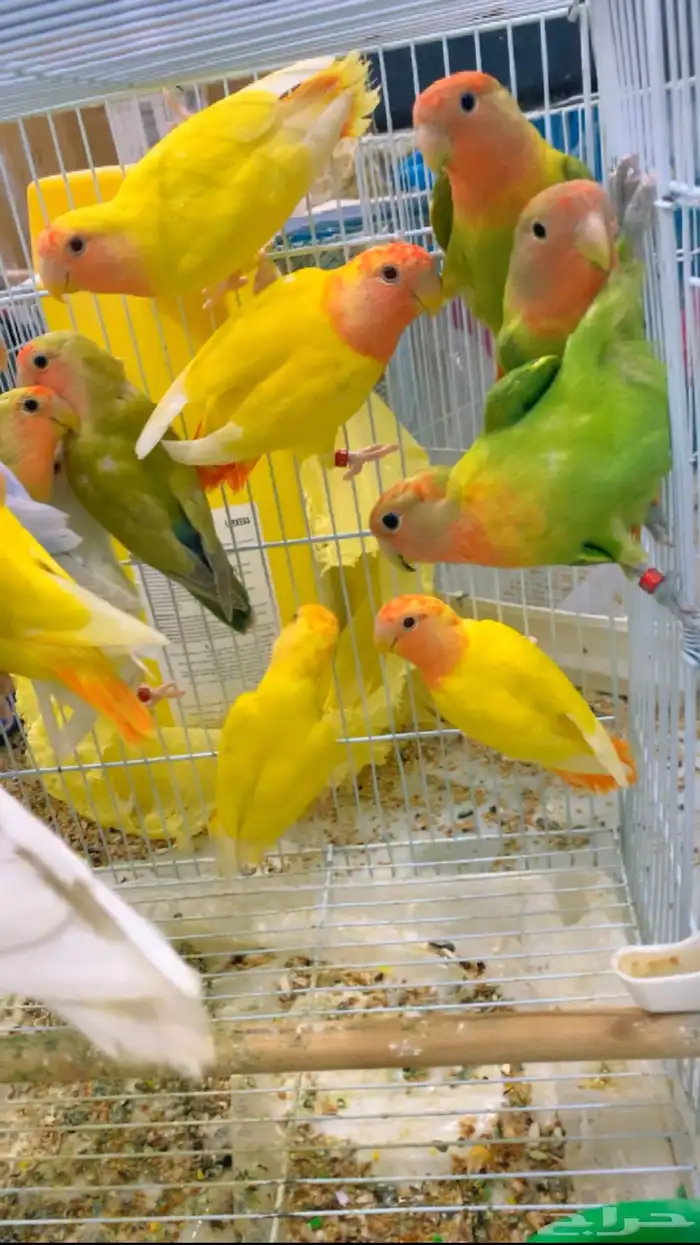 روز البيع جمله ( تم البيع ) 5