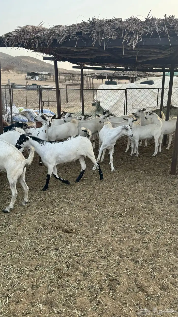 تيوس ذبايح 3