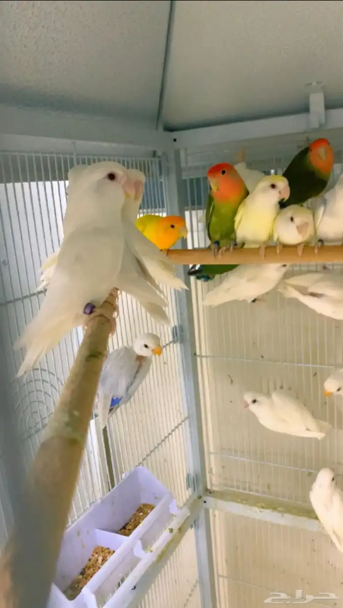 روز البيع جمله ( تم البيع ) 3