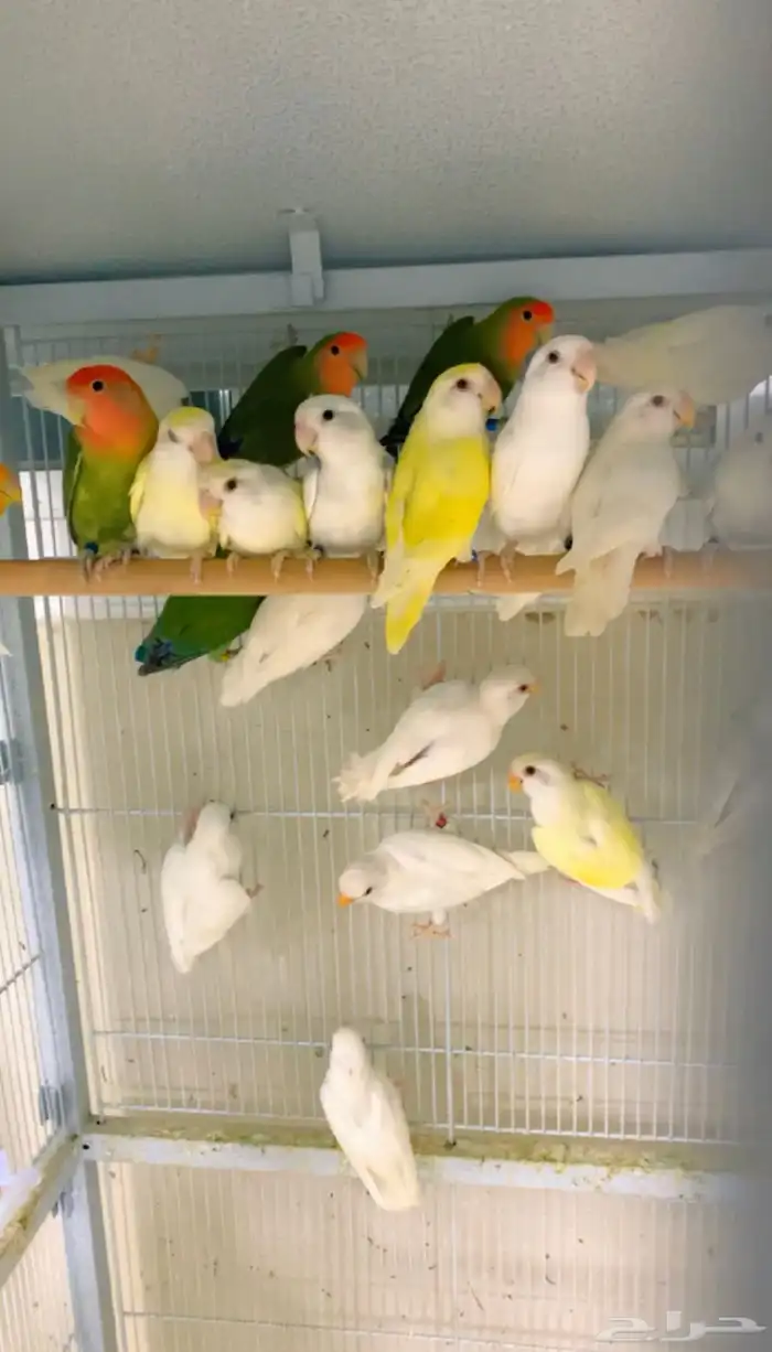 روز البيع جمله ( تم البيع ) 4