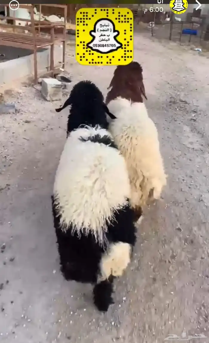 ذبايح الحفر 11