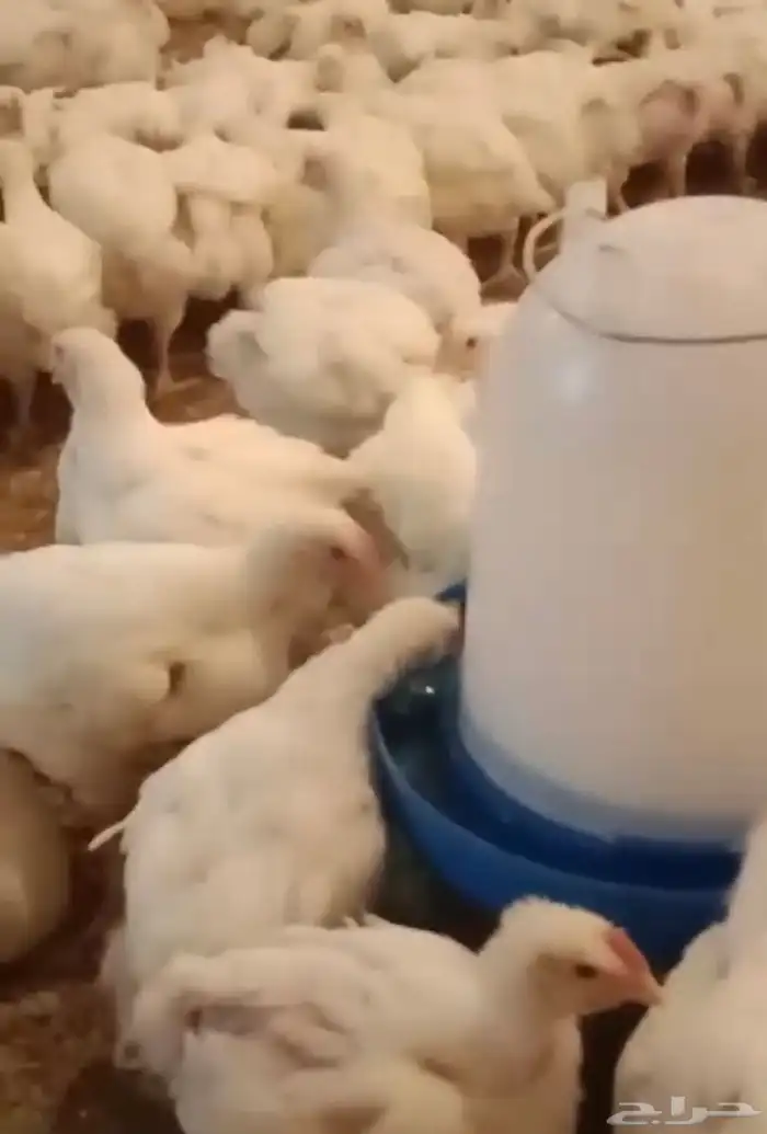 دجاج لاحم 0