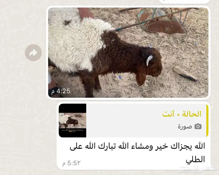 ذبايح الحفر 15