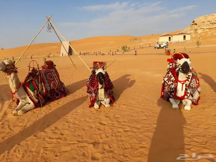 خيول وجمال وسيسي للإيجار  20