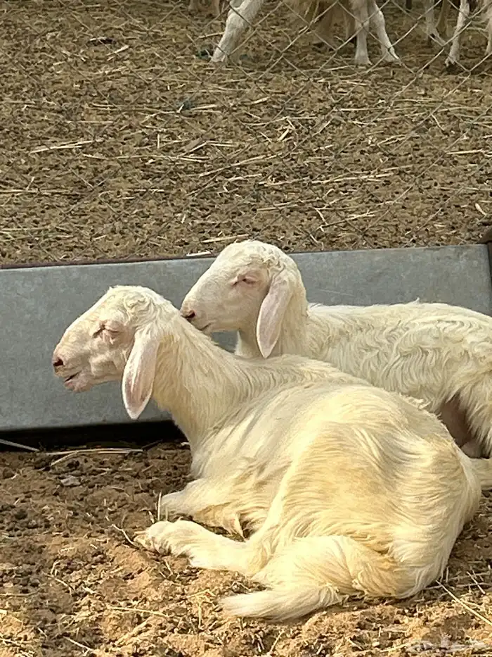 خرفان بلديه صفر نجران وتيوس بلديه دغس 42