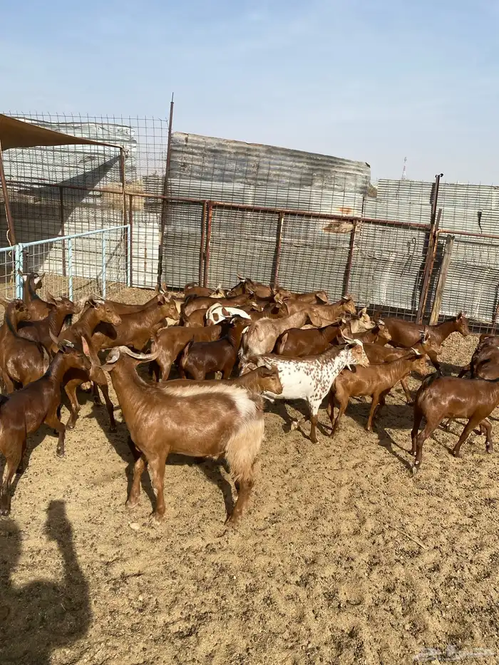 طليان حرية وتيوس بلدي 2