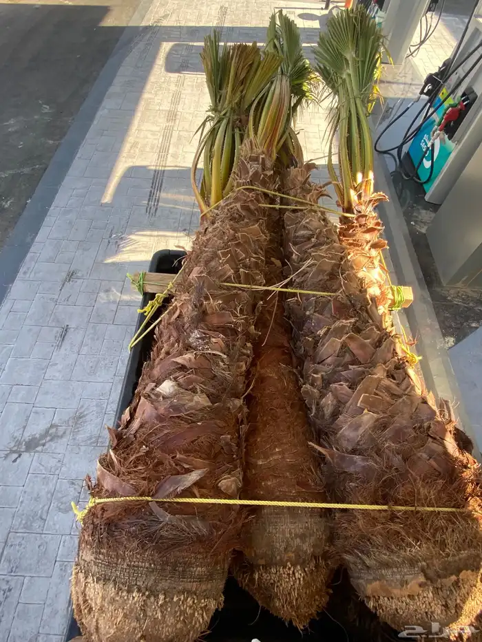 وشنطني زينه 5