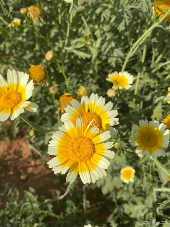 بذور الاقحوان البستاني 1